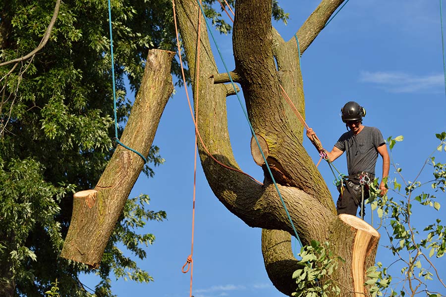 Tree Surgeons in the News