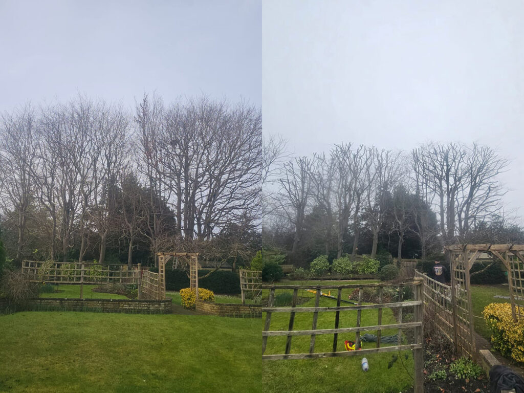 Tree surgeon performing crown reduction in Reigate garden