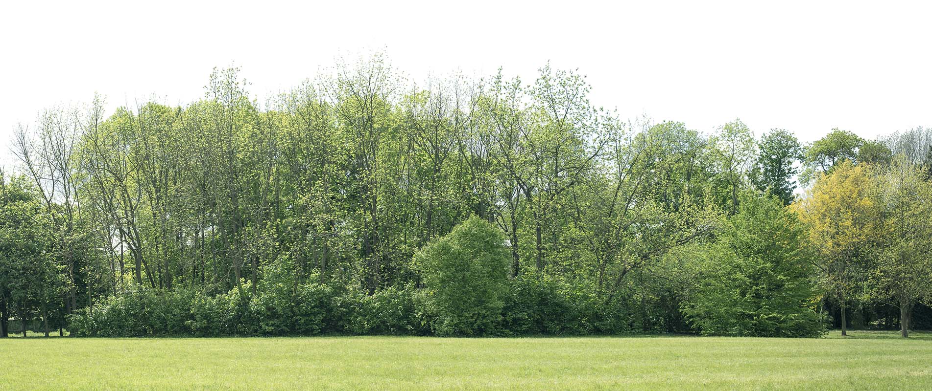 Crown Reduction, Thinning and Lifting Dorking, Reigate, Surrey