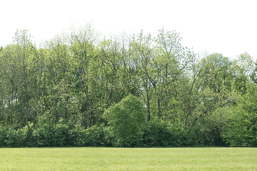 Crown Reduction, Thinning and Lifting Dorking, Reigate, Surrey