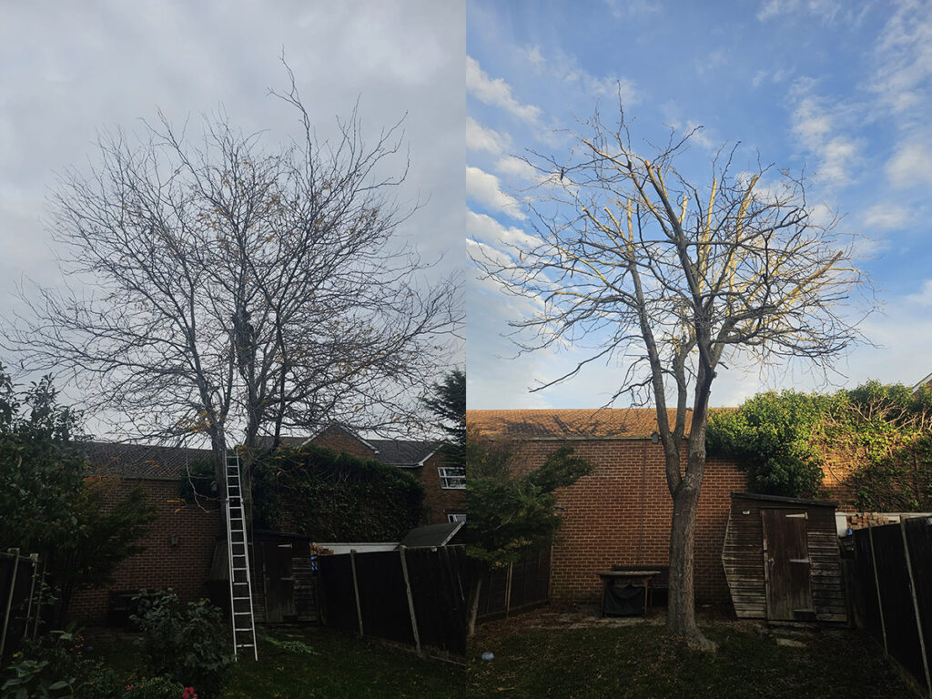 Crown Reduction Leatherhead Surrey