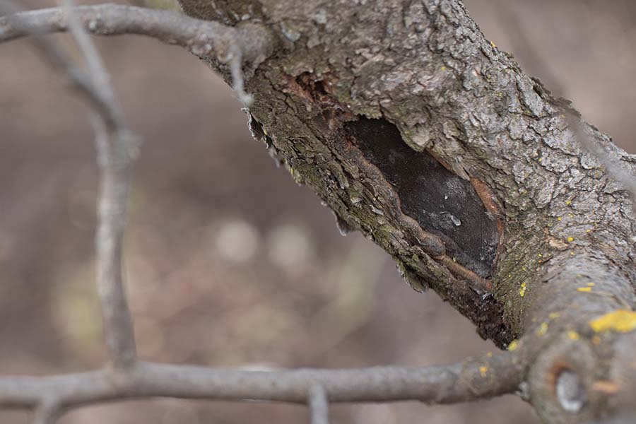 Close-up of a diseased tree branch in a Surrey garden