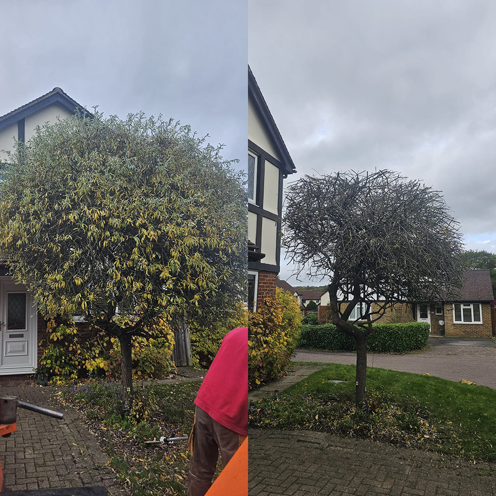 Crown Reduction, Thinning and Lifting Dorking, Surrey