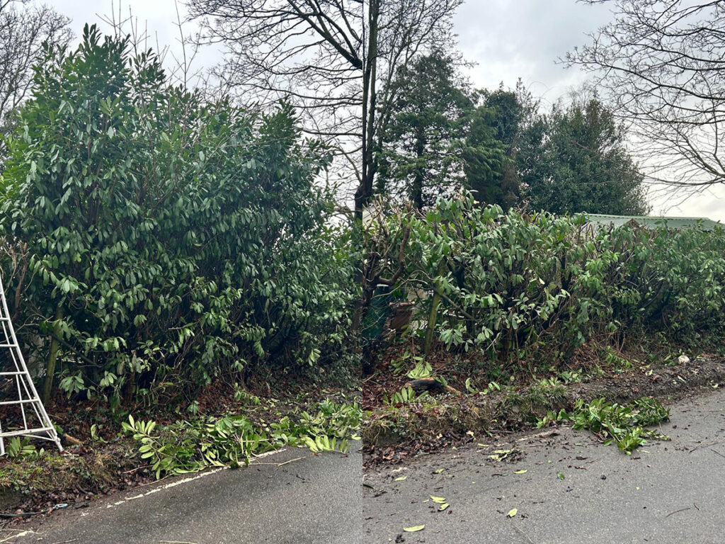 Laurel hedge Reduction