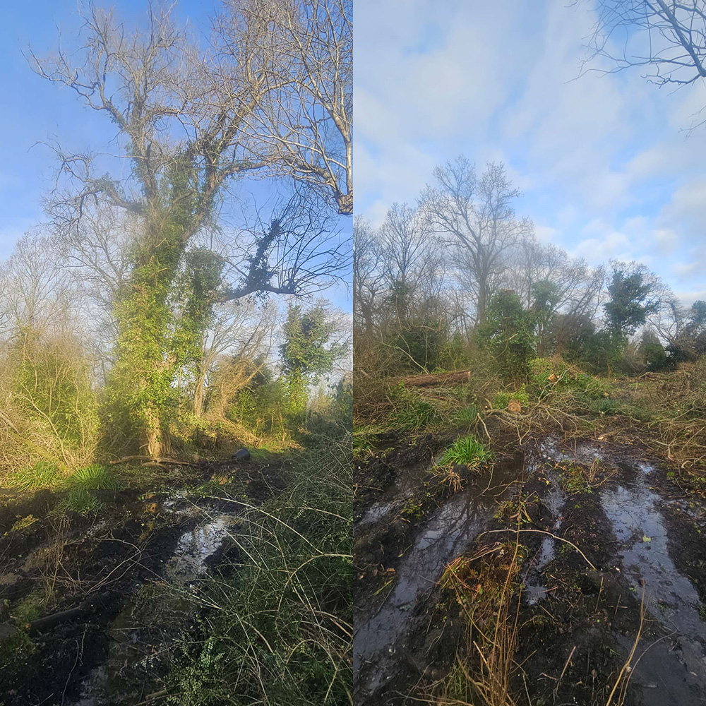 Precision Tree Felling Dorking, Surrey