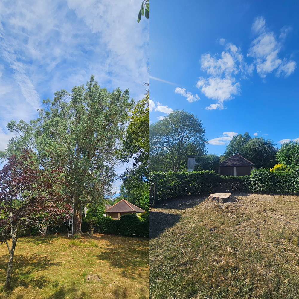 Tree Surgeons Reigate, Dorking, Surrey