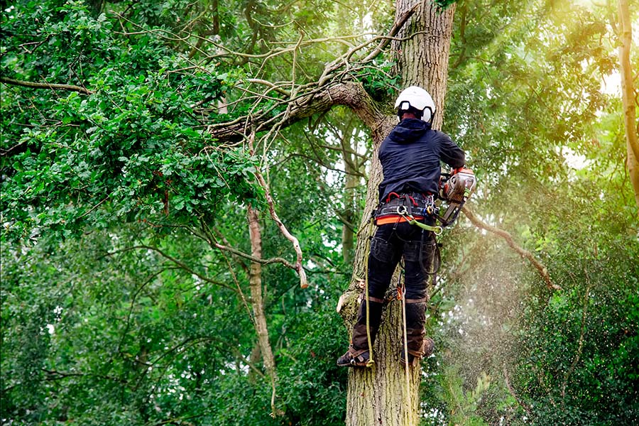 Tree Removal Surrey