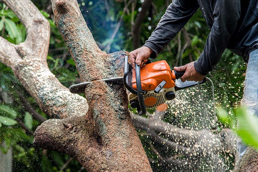 Emergency tree surgery in Surrey after storm damage