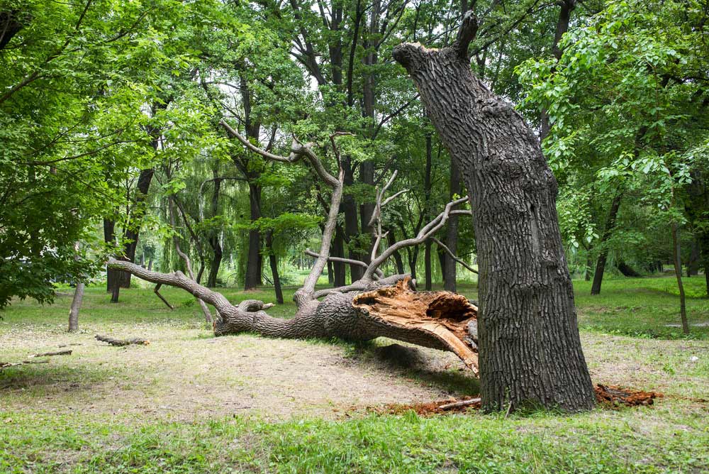Storm-damaged tree in Surrey garden after high winds
