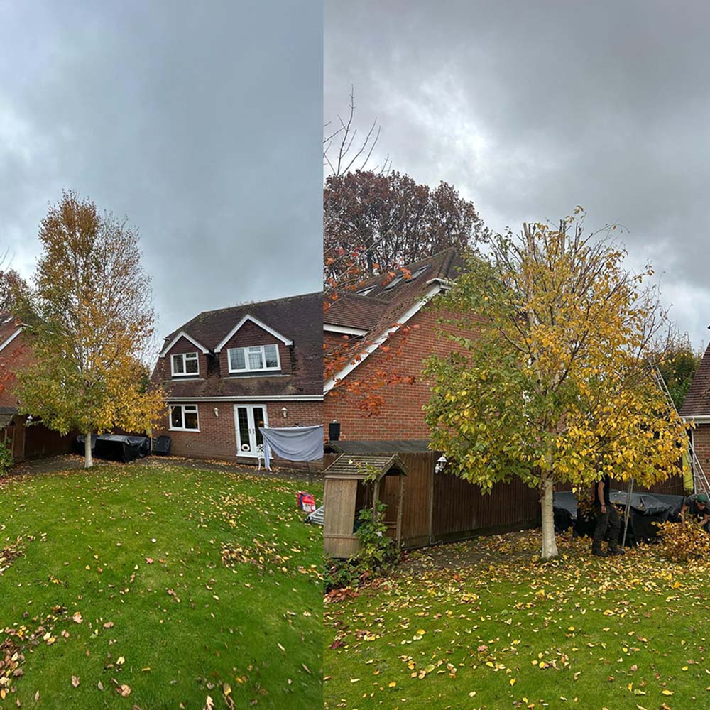 Crown Reduction, Thinning and Lifting Dorking, Surrey