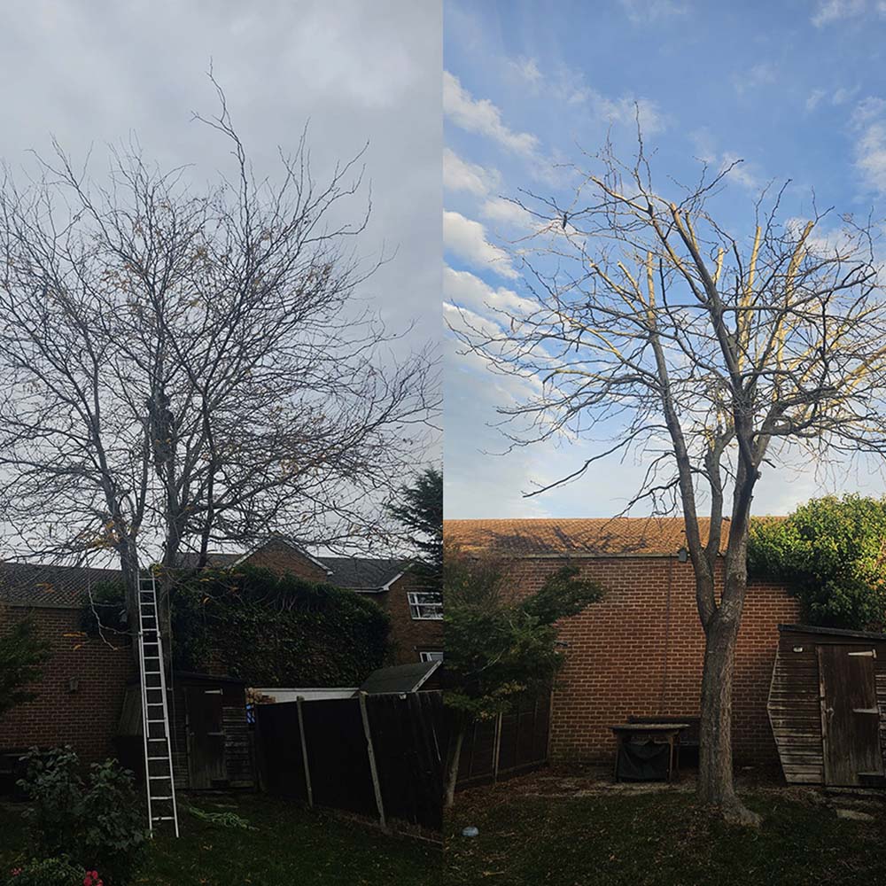 Crown Reduction, Thinning and Lifting Dorking, Surrey