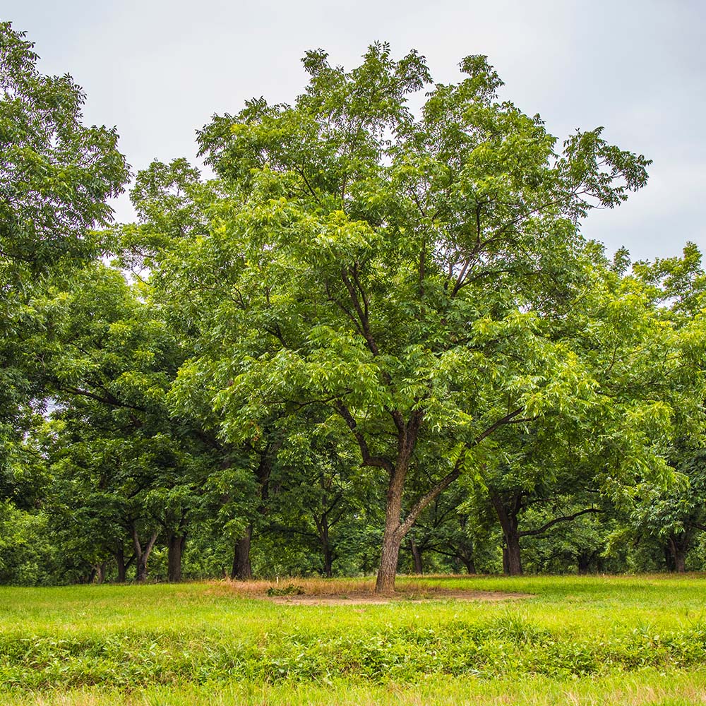 Forestry and Woodland Management Dorking, Surrey