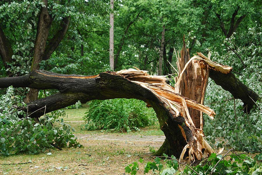 How Can You Tell If a Tree Needs to Be Cut Down?