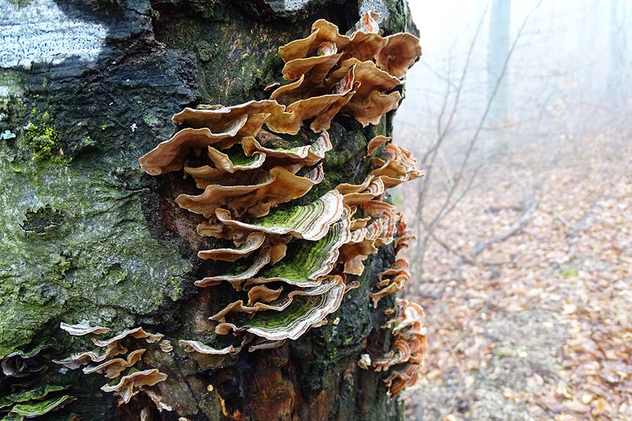 How Can You Tell If a Tree Needs to Be Cut Down?