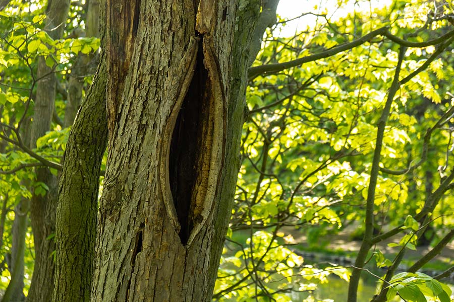 How Can You Tell If a Tree Needs to Be Cut Down?