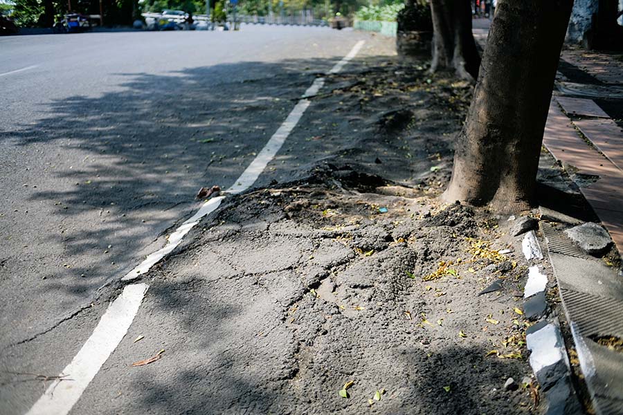 How Can You Tell If a Tree Needs to Be Cut Down?