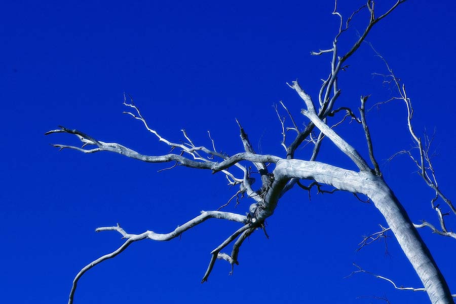 Is It Dangerous to Cut Down a Tree Yourself?
