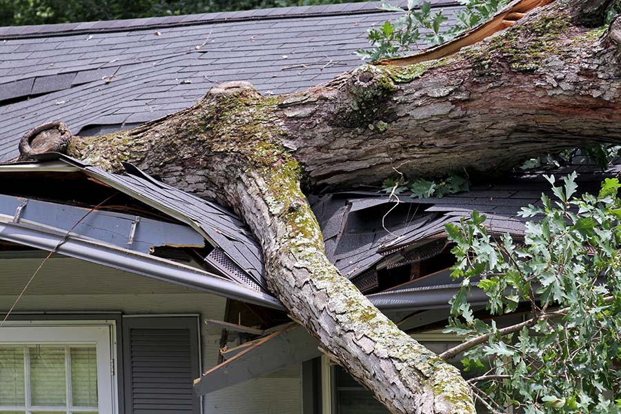 Is It Dangerous to Cut Down a Tree Yourself?