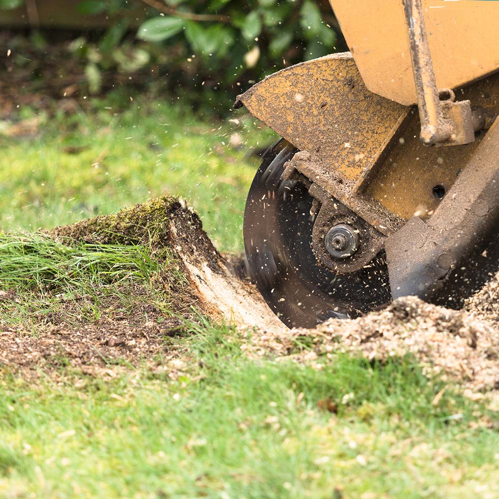 Stump Grinding and Removal Dorking, Reigate, Surrey