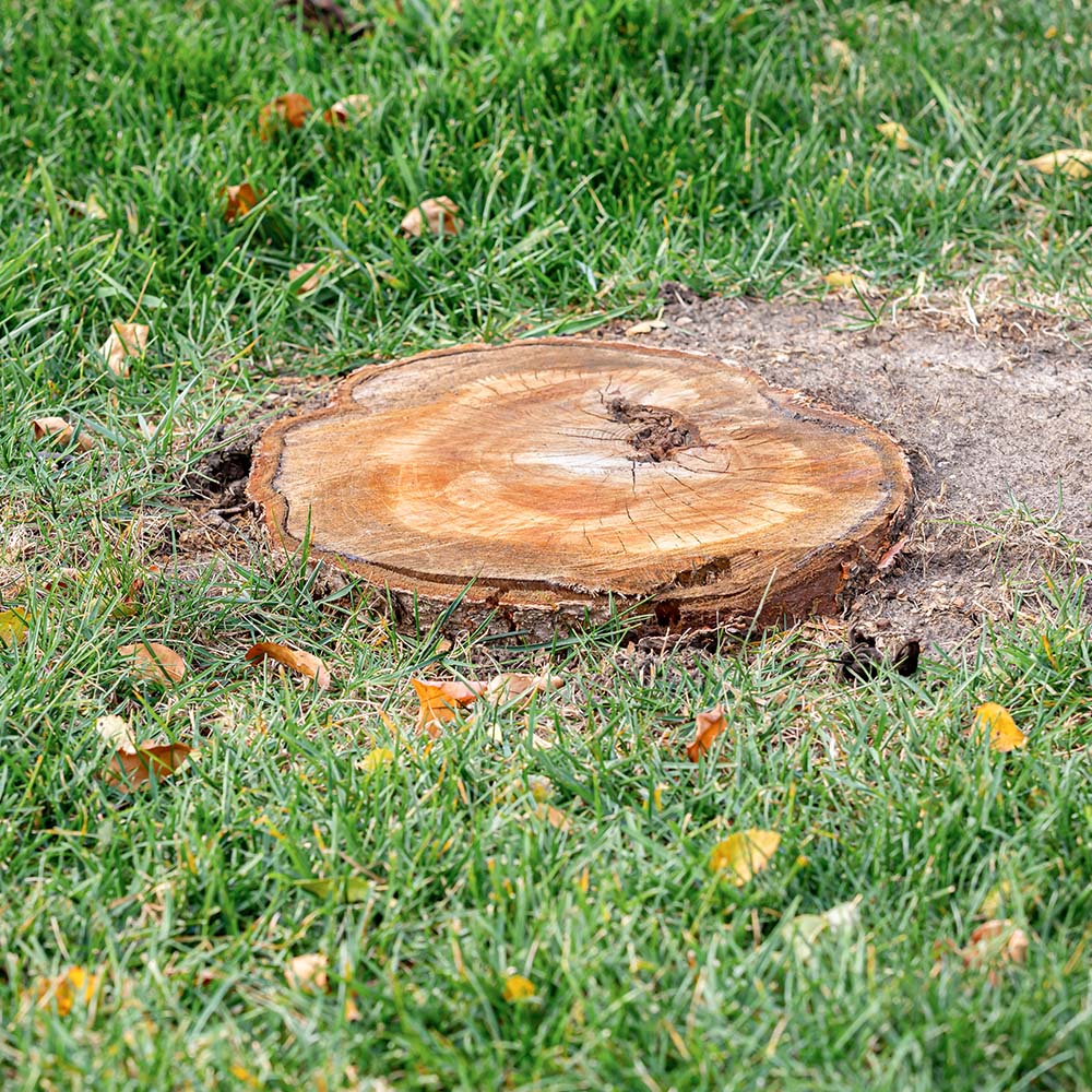 Stump Grinding and Removal Dorking, Reigate, Surrey