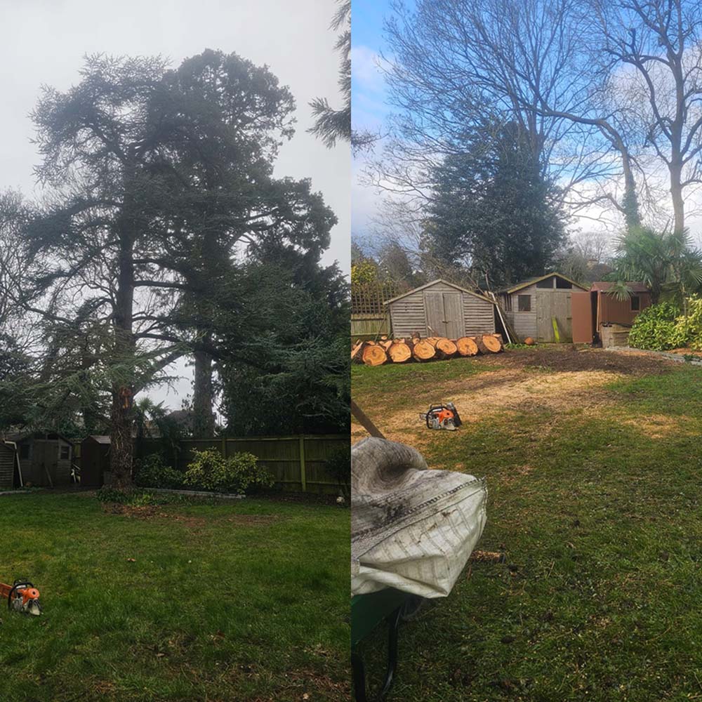Tree Felling and Tree Removal Reigate, Dorking, Surrey