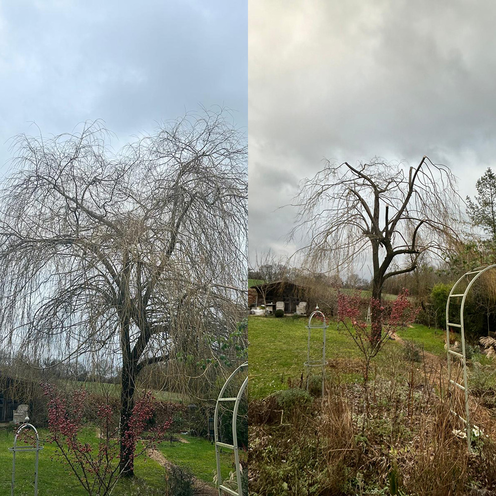 Crown Reduction, Thinning and Lifting Dorking, Surrey