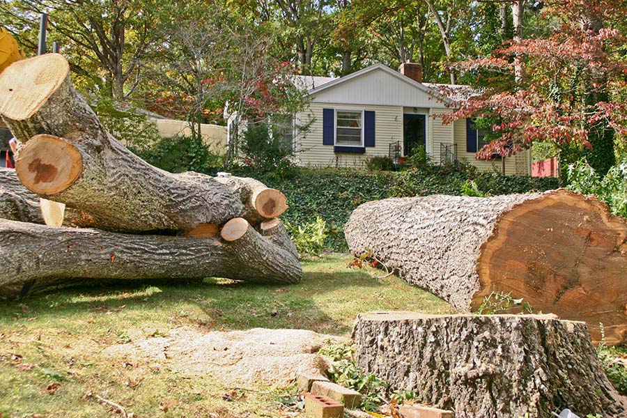 How Much Does Tree Removal Cost in Dorking and Reigate?