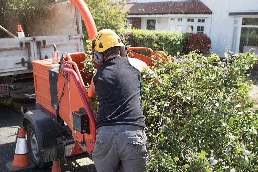 How Much Does Tree Removal Cost in Dorking and Reigate?