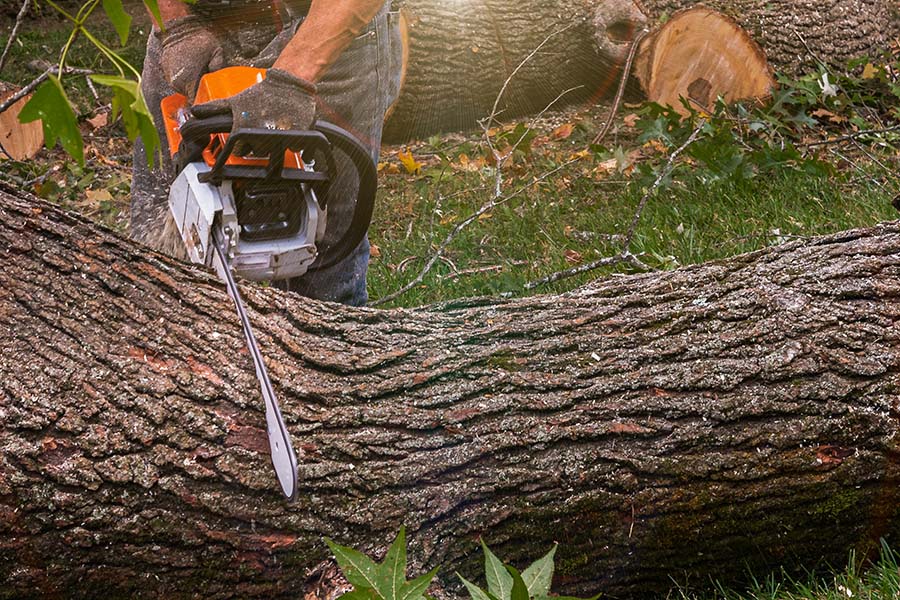 How Much Does Tree Removal Cost in Dorking and Reigate?