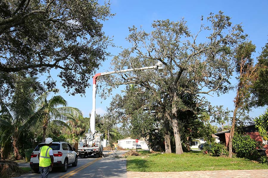 How Much Does Tree Removal Cost in Dorking and Reigate?