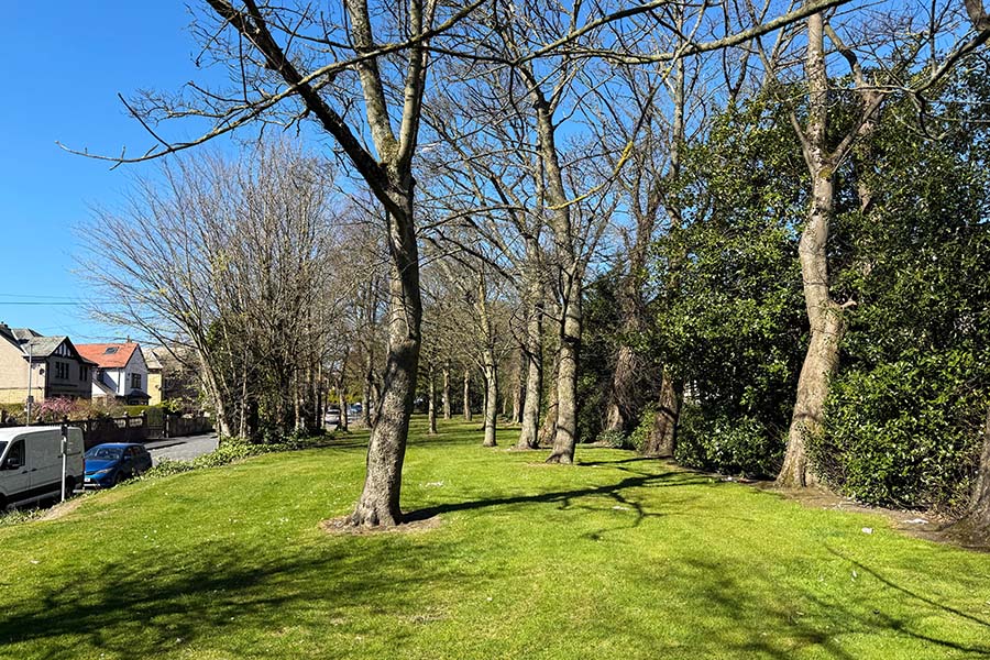 When Is the Best Time of Year for Tree Surgery in Surrey?