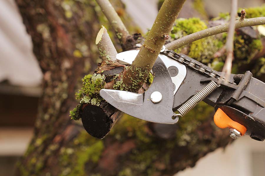 When Is the Best Time of Year for Tree Surgery in Surrey?