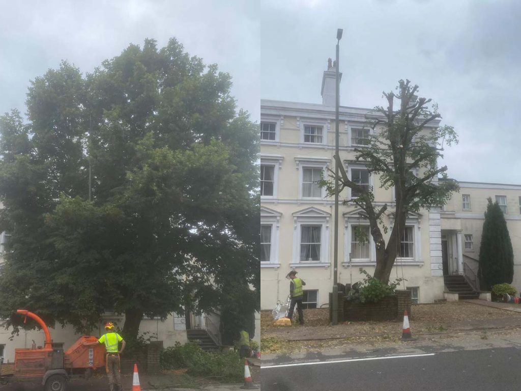Tree surgeon pruning a hawthorn in Rusper