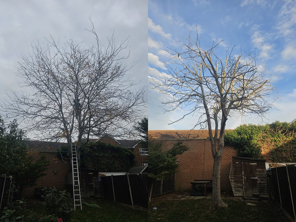 Crown Reduction in Surrey