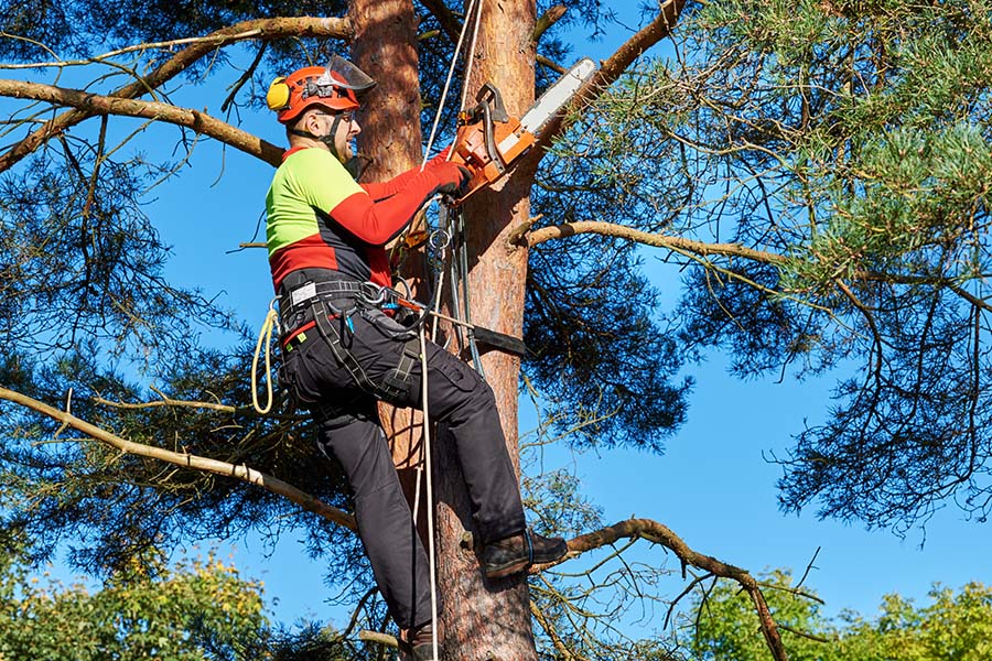Tree surgeon inspecting a mature garden tree