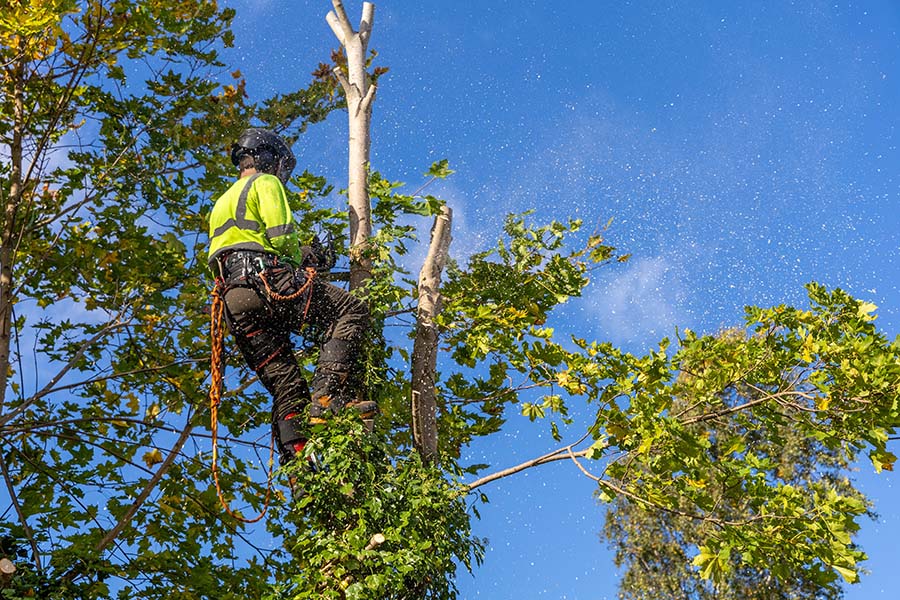 Qualified tree surgeon inspecting a mature tree