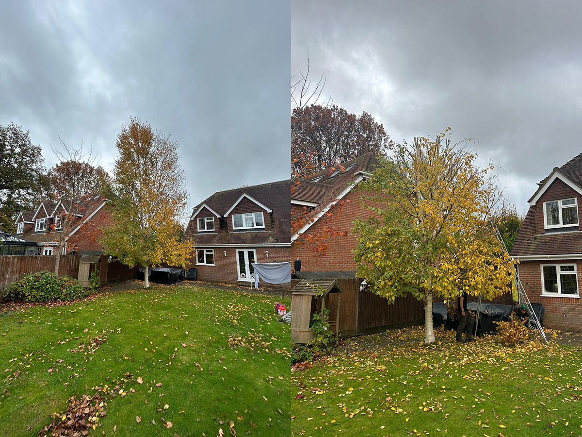 Tree surgeon carrying out crown reduction in Dorking
