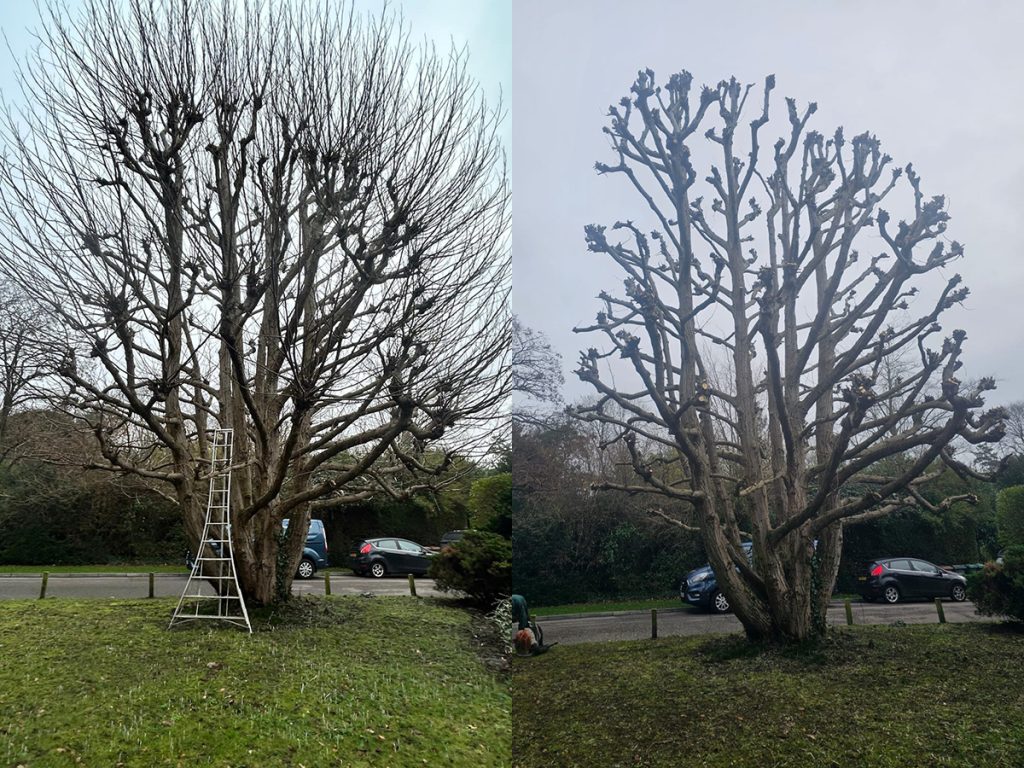 Sweet chestnut tree after re-pollarding in Reigate