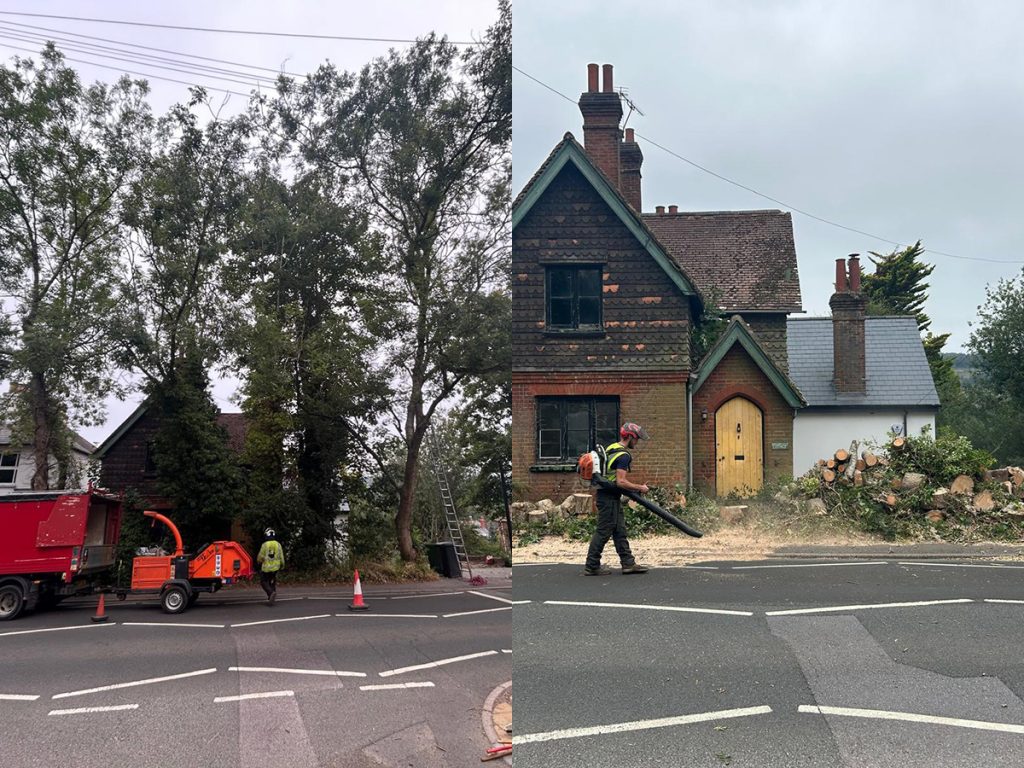 Dead Wood and Tree Removal Surrey