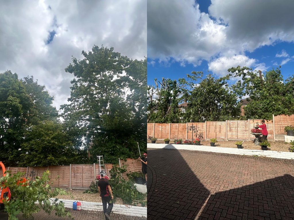 Tree Pruning in Dorking Surrey