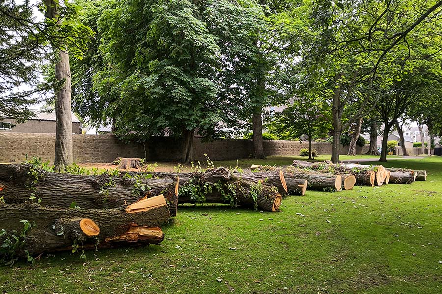 Can a Tree Surgeon Save a Damaged or Diseased Tree?
