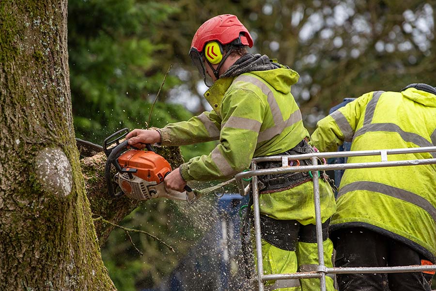 Tree Pruning or Tree Removal: Which Does Your Tree Need