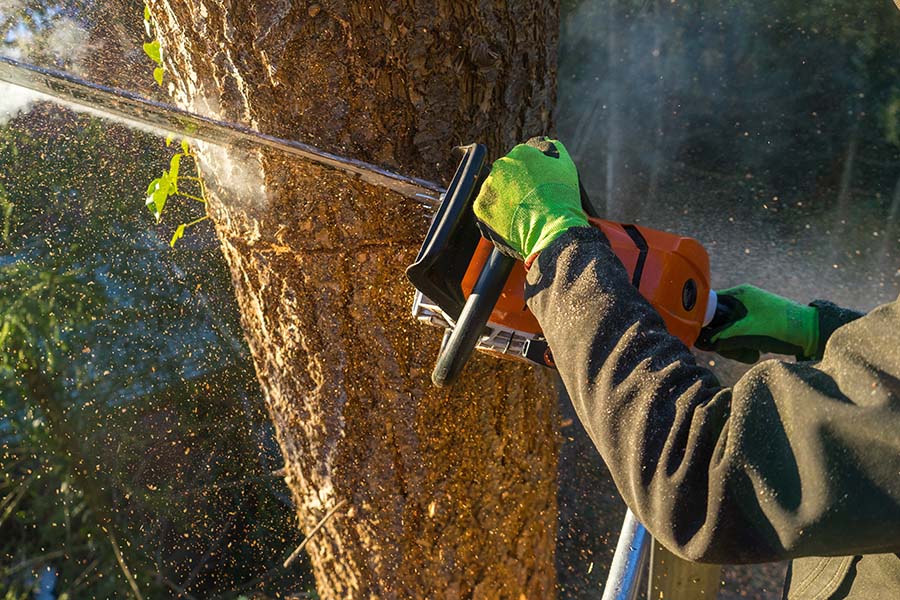 How Often Should You Have Your Trees Checked by a Tree Surgeon