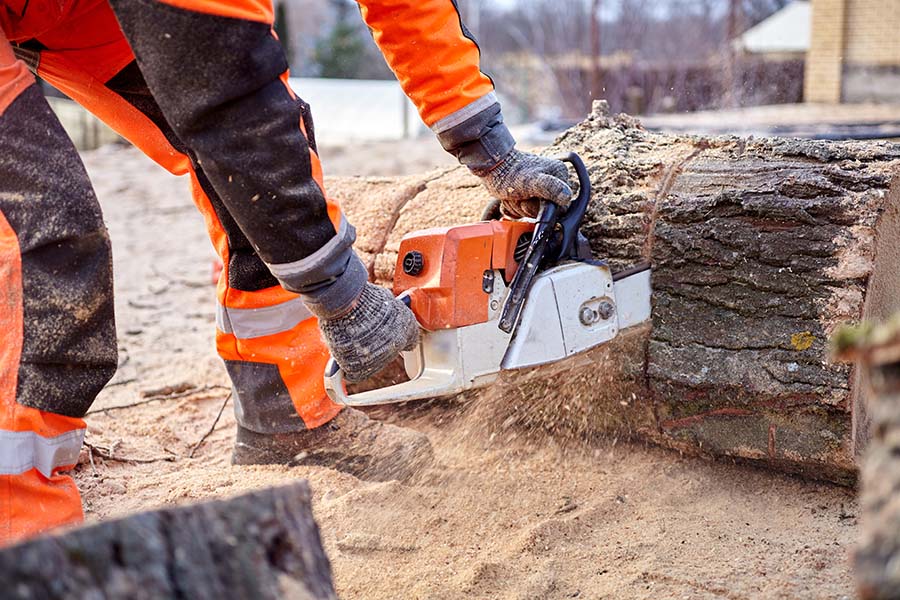 How Often Should You Have Your Trees Checked by a Tree Surgeon