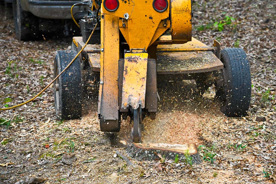 Stump grinder removing a tree stump below ground level in a Surrey garden